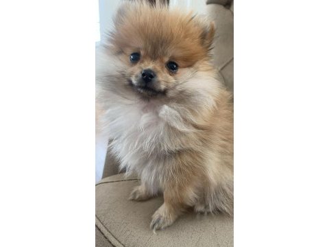 Kahverengi dişi pomeranian boo