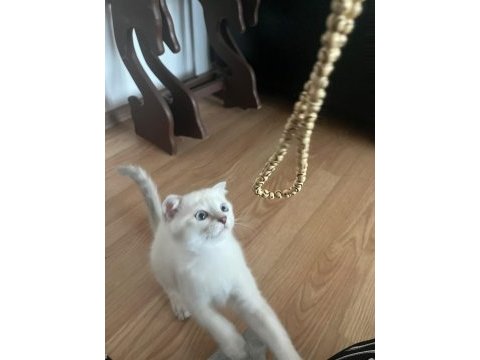Scottish fold değerinin altında verilecek