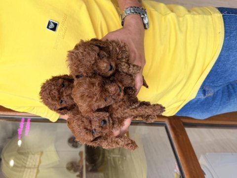 Minyatür toy poodle