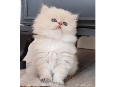 Full şecereli british longhair bebekler