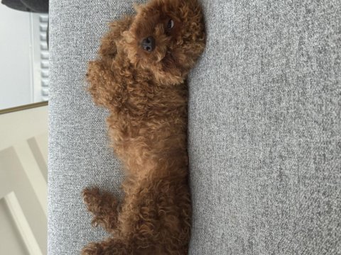 Köpeğimiz kukiiii