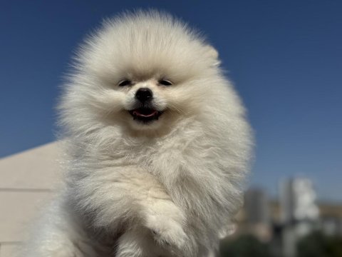 Ultra kalite ayı suratlı pomeranian yavrular