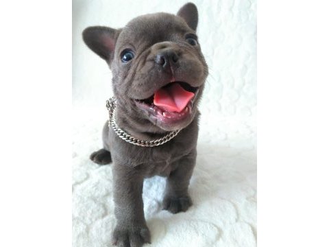 Egzotic french bulldog yavruları izmir