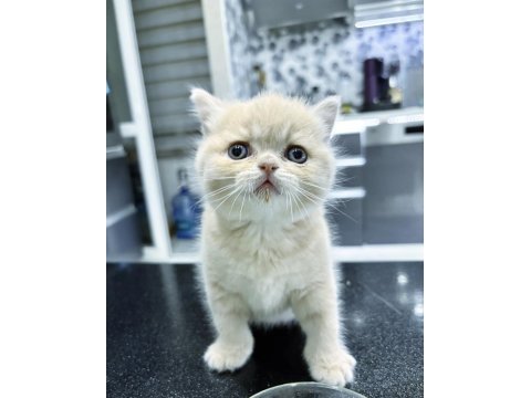 Yakışıklı oğlumuz %100 british shorthair