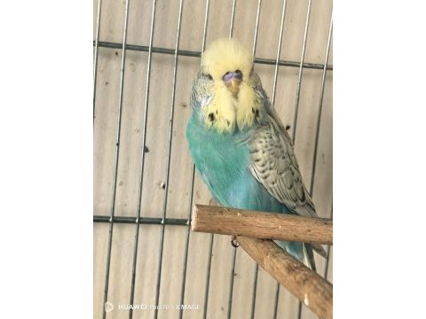 Damızlık ve genç erkek show ve jumbo kuşlar