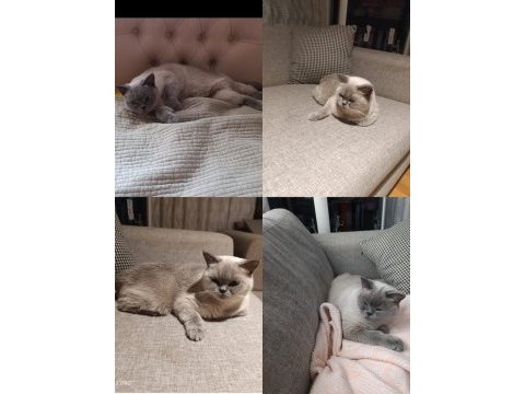 Saf kan british shorthair