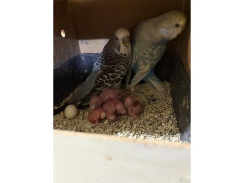 Kuluçka makinesi gibi yavrulu iki takım muhabbet