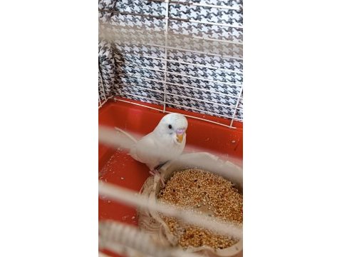 Yeni yeme düşmüş erkek muhabbet kuşu