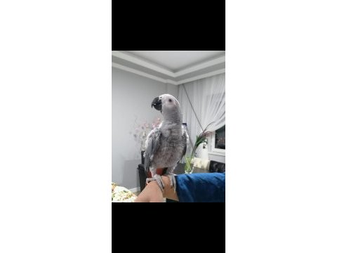 Kuşçu hüseyinden akıllı jako papağanı