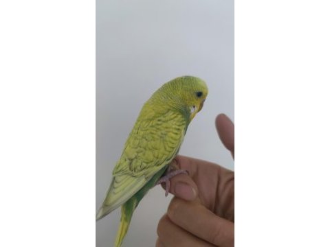 Yavru muhabbet kuşu