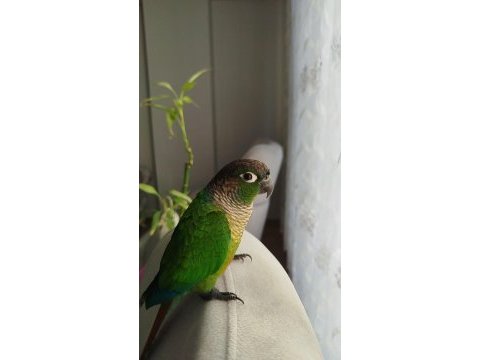 Oyun hamuru full evcil konuşan konur
