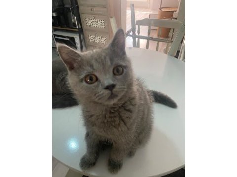 Tombik kedimiz mücomuz yuva arıyor