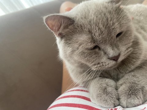 Kedilerimizi sahiplendirme