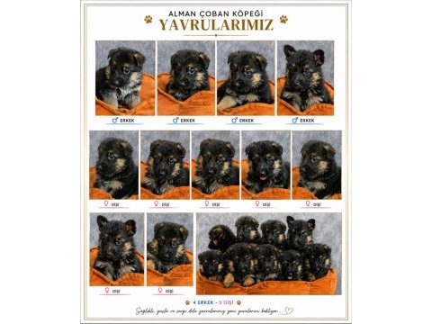Safkan şecereli aman çoban köpeği