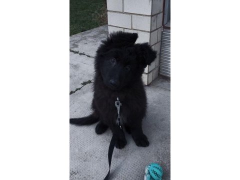 Şecereli siyah alman çoban köpeği