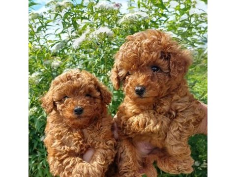 Orjinal ırk garantili toy poodle 