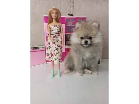 Teacup pomeranian yavrular