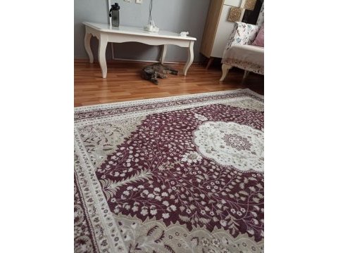 Yeni yuvasını arıyor british shorthair