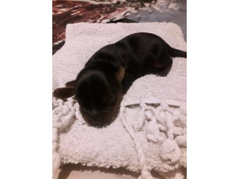Yorkshire terrier bebekler