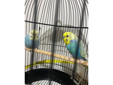 Rainbow çift muhabbet kuşu
