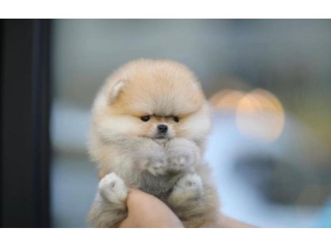 Ayı surat pomeranian bebeklerim