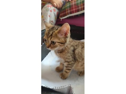 Ücretsiz kedi sahiplendirme