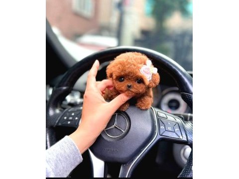 Show düzey a kali̇te toy poodle yavrumuz