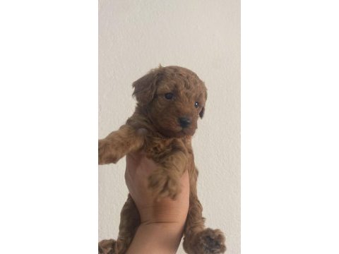 Toy poodle köpeğimiz