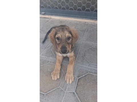 Köpeğimiz güneş için güzel bir yuva