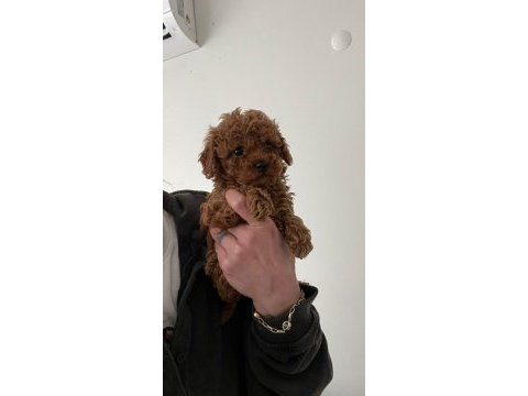 A kalite red brown poodle yavrular