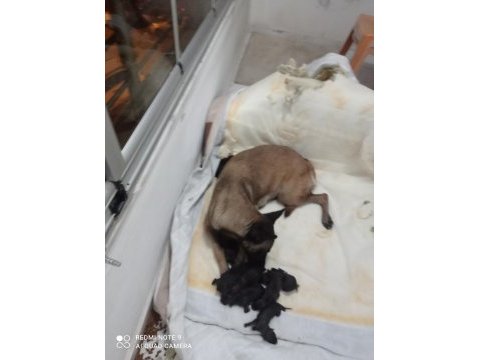 A kalite malinois siyah sevenlere