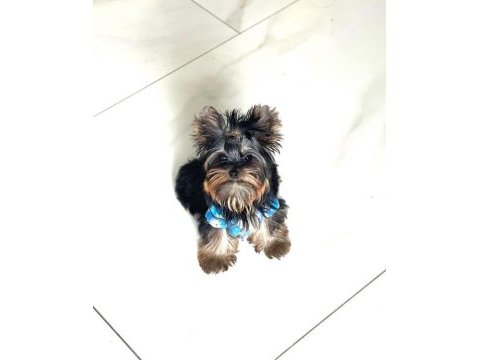 Evimizin akıllı şekeri yorkshire terrier