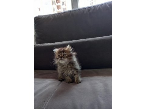 Orjinal british longhair yavrular
