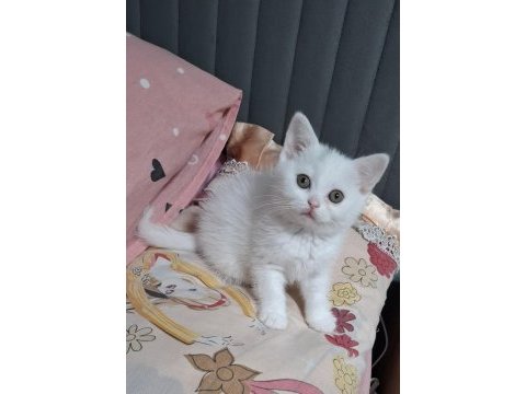 Yeni yuvasına hazır british shorthair