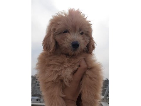Erkek dişi golden retriever yavrular yeni yuvasını arıyor