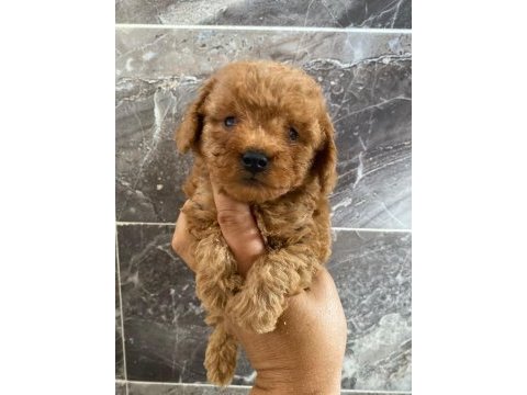 Orjinal minyatür toy poodle yavrular 
