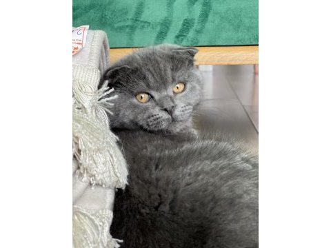 4 aylık sağlıklı british shorthair