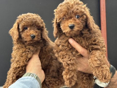 Petmode köpek çiftliğinden toy poodle yavrularımız