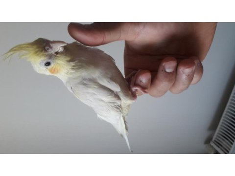 6 aylık lutino kırmızı göz sultan papağanı