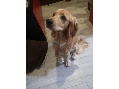 Eğitimli arkadaş canlısı american cocker