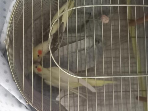 Kuluçka geçirmiş çift sultan papağanı