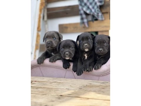 Cane corso yavrular