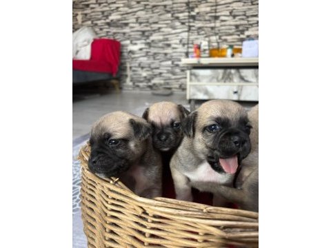 Pug bebekler kaçmaz
