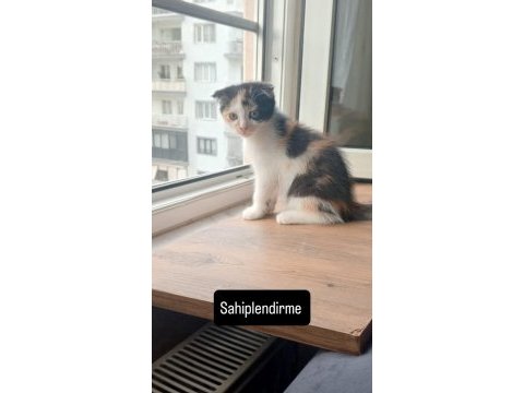 Ücretsiz dişi scottish fold kedimiz