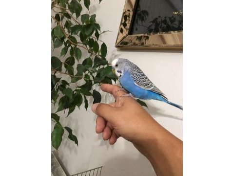 Yarı evcil erkek muhabbet kuşu