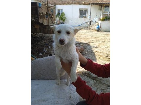 Köpeğimiz bahçede bakılabilir