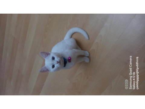 British shorthair