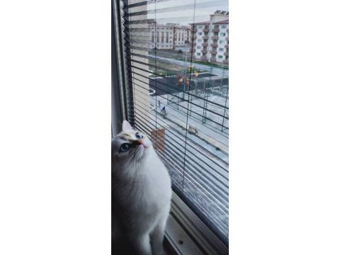 9 aylık british shorthair safkan golden blue point beyaz