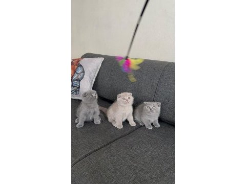 Scottish fold