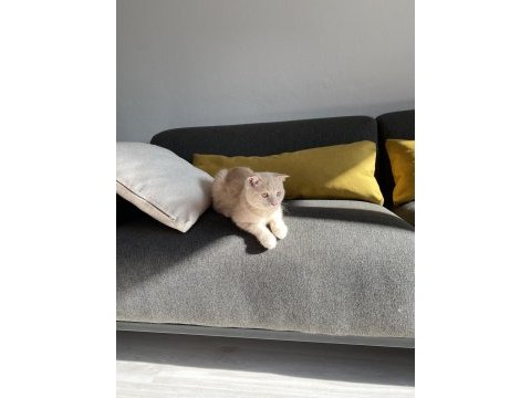 Cream scottish fold cinsi yavrumuza aile arıyoruz.